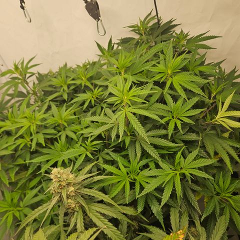 Ice Cream Cake growlog timeline photo