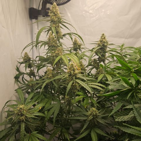 Krüppel Watermelon Candy F1 Automatic growlog timeline photo