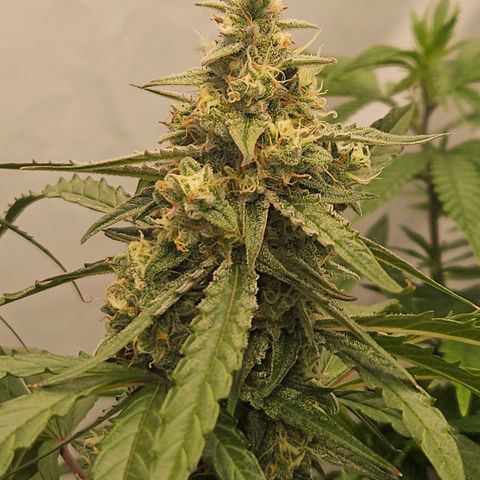 Krüppel Watermelon Candy F1 Automatic growlog timeline photo