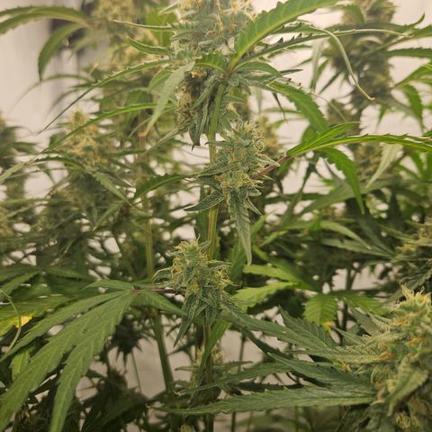 Krüppel Watermelon Candy F1 Automatic growlog timeline photo