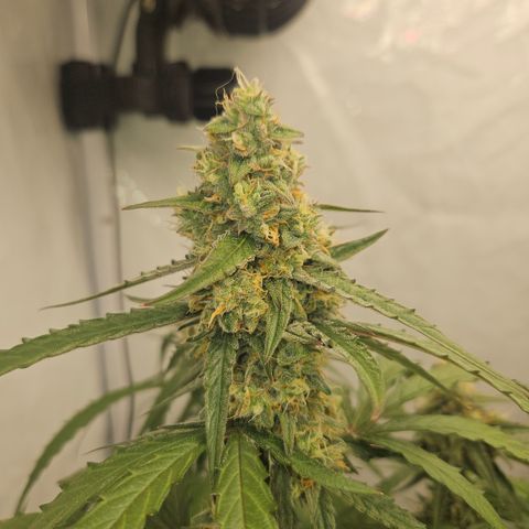 Krüppel Watermelon Candy F1 Automatic growlog timeline photo