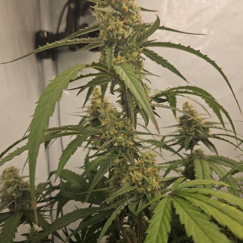Krüppel Watermelon Candy F1 Automatic growlog timeline photo