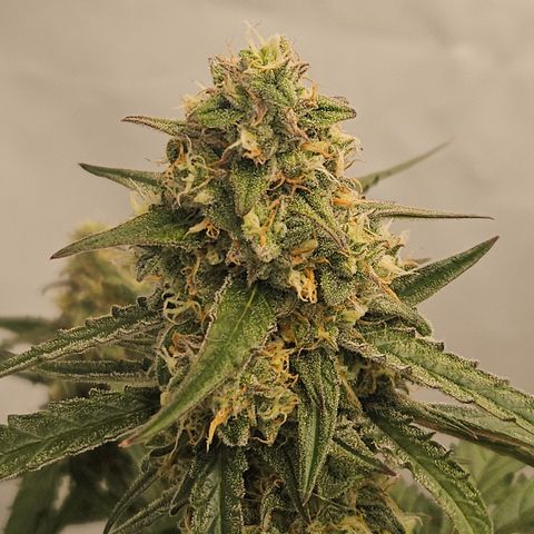 Krüppel Watermelon Candy F1 Automatic growlog timeline photo