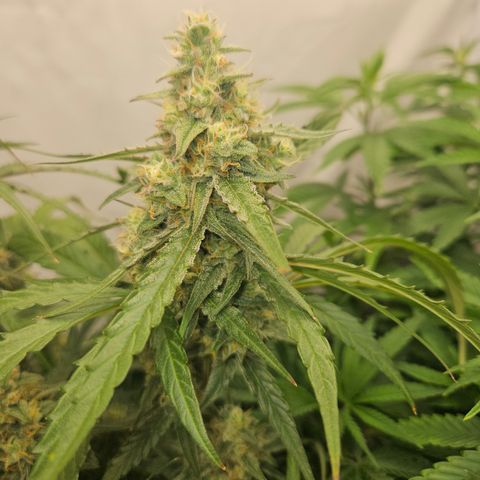 Krüppel Watermelon Candy F1 Automatic growlog timeline photo