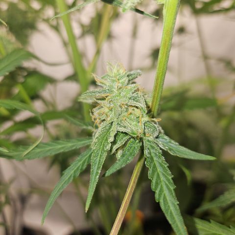 Krüppel Watermelon Candy F1 Automatic growlog timeline photo