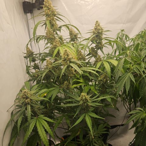 Krüppel Watermelon Candy F1 Automatic growlog timeline photo