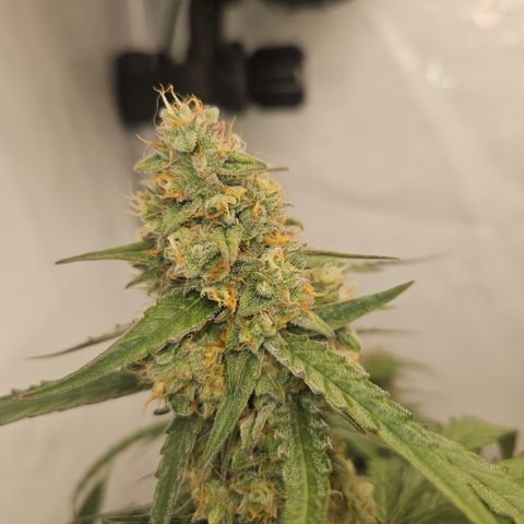 Krüppel Watermelon Candy F1 Automatic growlog timeline photo
