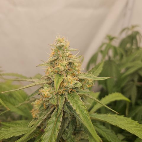 Krüppel Watermelon Candy F1 Automatic growlog timeline photo
