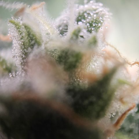 Krüppel Watermelon Candy F1 Automatic growlog timeline photo
