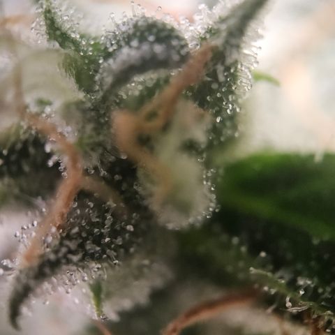Krüppel Watermelon Candy F1 Automatic growlog timeline photo