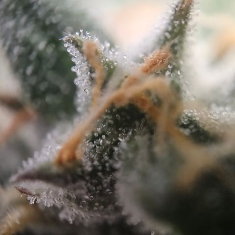Krüppel Watermelon Candy F1 Automatic growlog timeline photo
