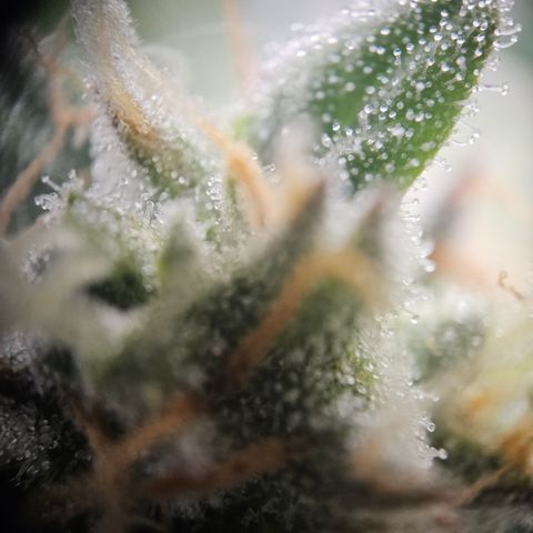 Krüppel Watermelon Candy F1 Automatic growlog timeline photo