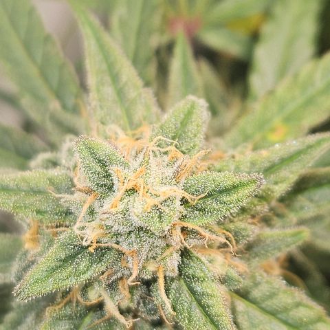 Krüppel Watermelon Candy F1 Automatic growlog timeline photo