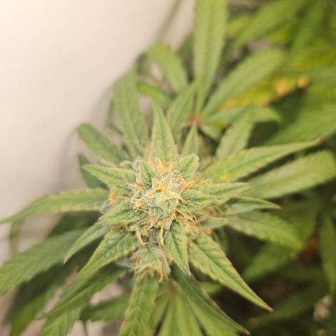 Krüppel Watermelon Candy F1 Automatic growlog timeline photo
