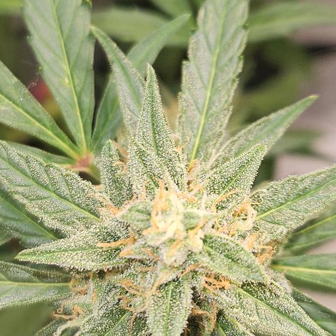 Krüppel Watermelon Candy F1 Automatic growlog photo: Trichome überall, so schöne Sugarleaves 😍