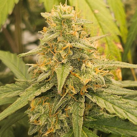 Krüppel Watermelon Candy F1 Automatic growlog timeline photo