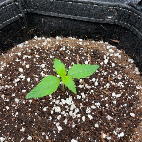 GMO cookies  growlog timeline photo