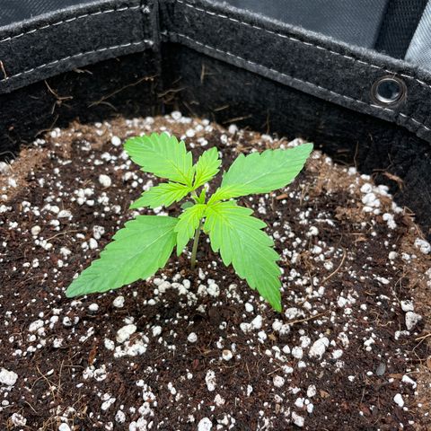 GMO cookies  growlog timeline photo