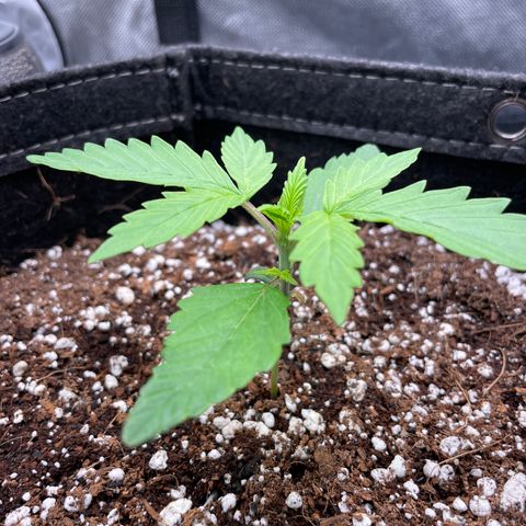 GMO cookies  growlog timeline photo