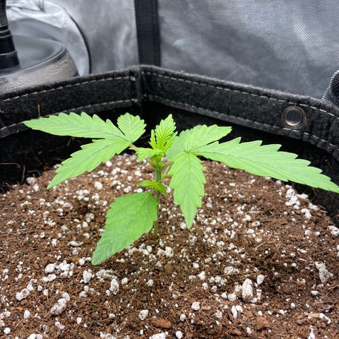 GMO cookies  growlog timeline photo