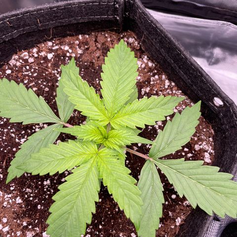 GMO cookies  growlog timeline photo