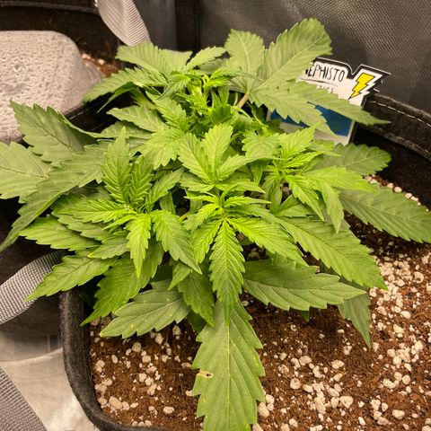 GMO cookies  growlog timeline photo