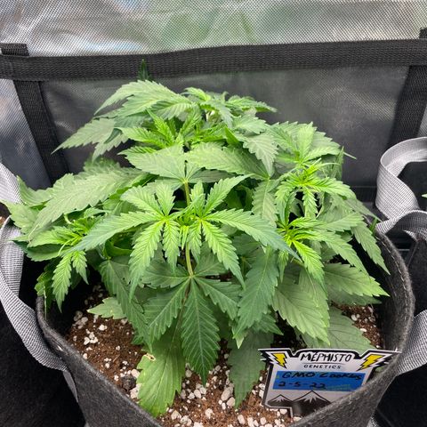 GMO cookies  growlog timeline photo