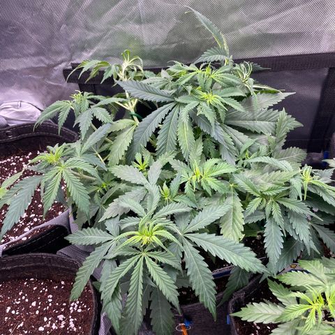 GMO cookies  growlog timeline photo