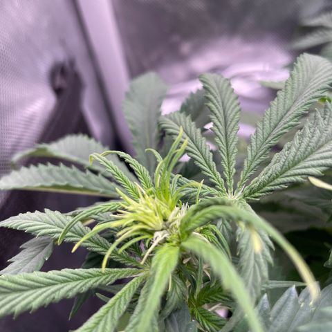 GMO cookies  growlog timeline photo
