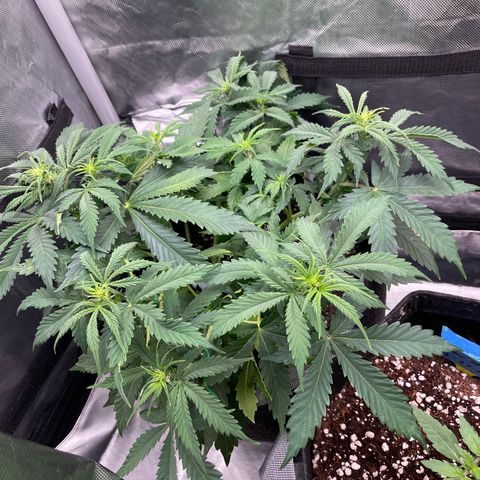 GMO cookies  growlog timeline photo