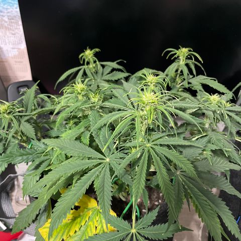 GMO cookies  growlog timeline photo