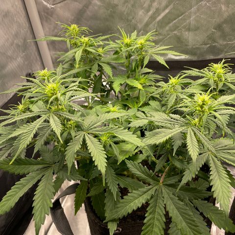 GMO cookies  growlog timeline photo