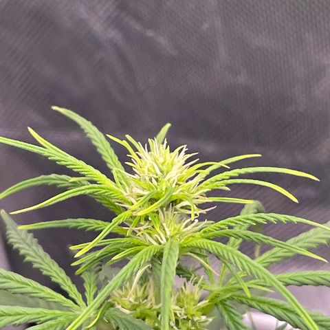 GMO cookies  growlog timeline photo