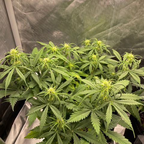 GMO cookies  growlog timeline photo