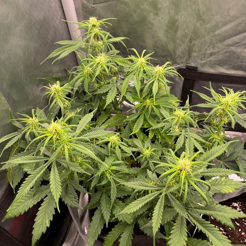 GMO cookies  growlog timeline photo