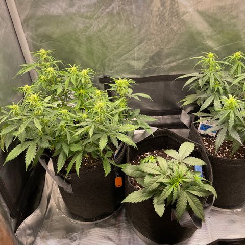 GMO cookies  growlog timeline photo