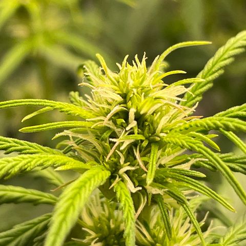 GMO cookies  growlog timeline photo