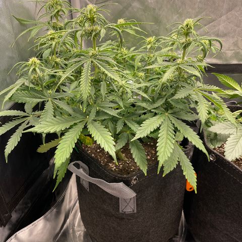 GMO cookies  growlog timeline photo