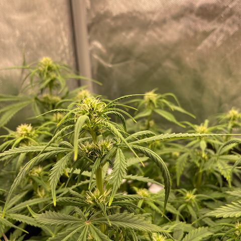 GMO cookies  growlog timeline photo