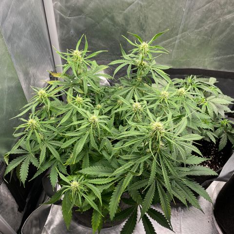 GMO cookies  growlog timeline photo