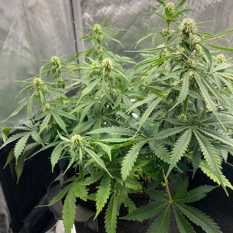 GMO cookies  growlog timeline photo