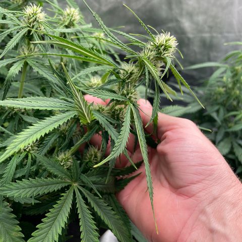 GMO cookies  growlog timeline photo