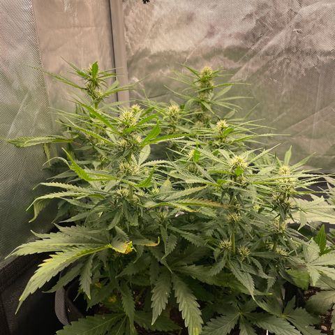 GMO cookies  growlog timeline photo