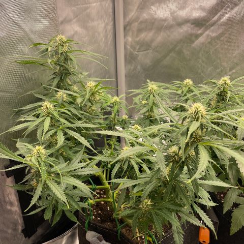 GMO cookies  growlog timeline photo