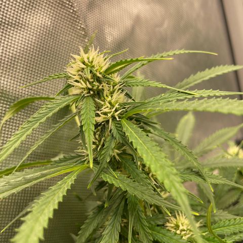 GMO cookies  growlog timeline photo