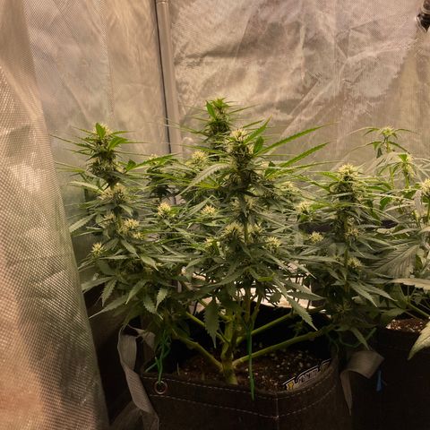 GMO cookies  growlog timeline photo