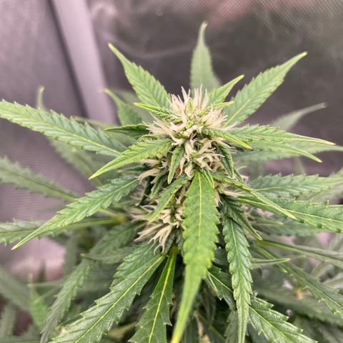 GMO cookies  growlog timeline photo