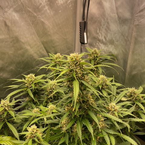 GMO cookies  growlog timeline photo