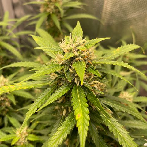 GMO cookies  growlog timeline photo