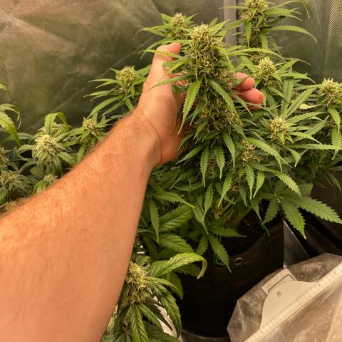 GMO cookies  growlog timeline photo
